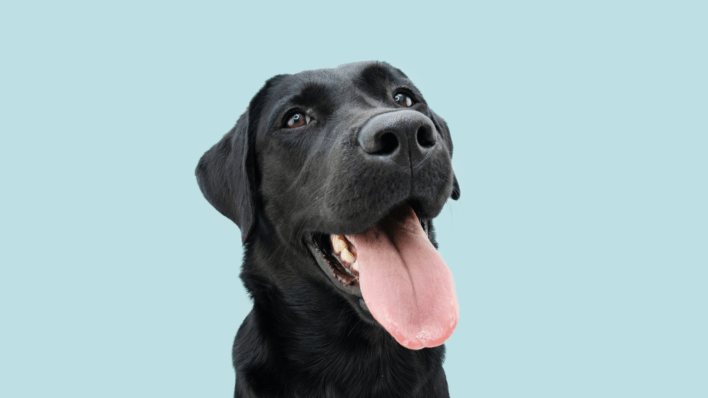 dog behaviour, dog body language, understanding pets