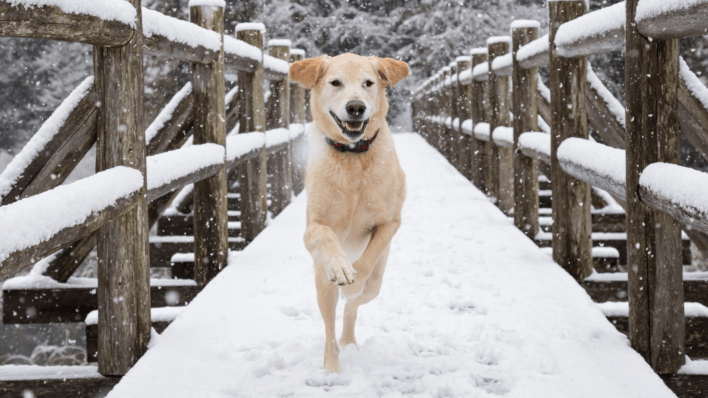 Pet protection during winter