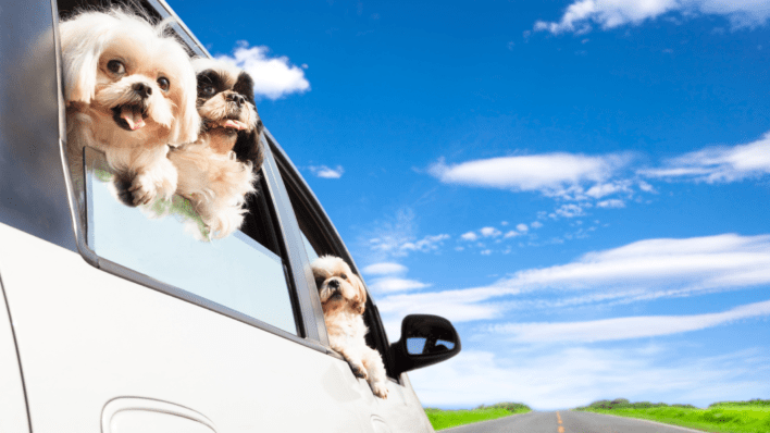 UK Travel - Best Road Trips With Your Dog