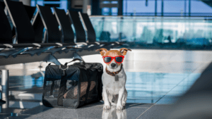 airline travel with pets