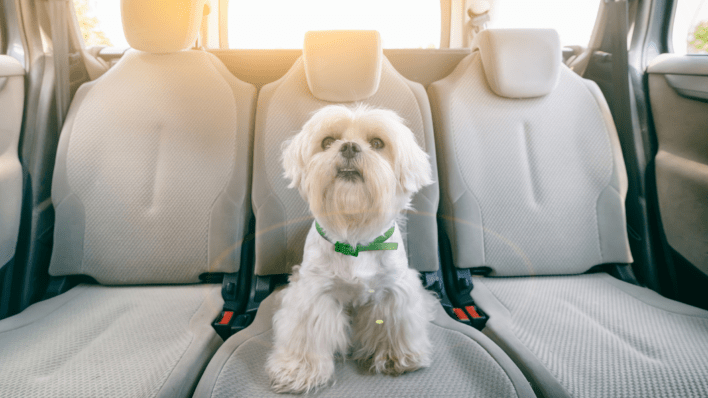 Travelling With Your Pet In an Uber
