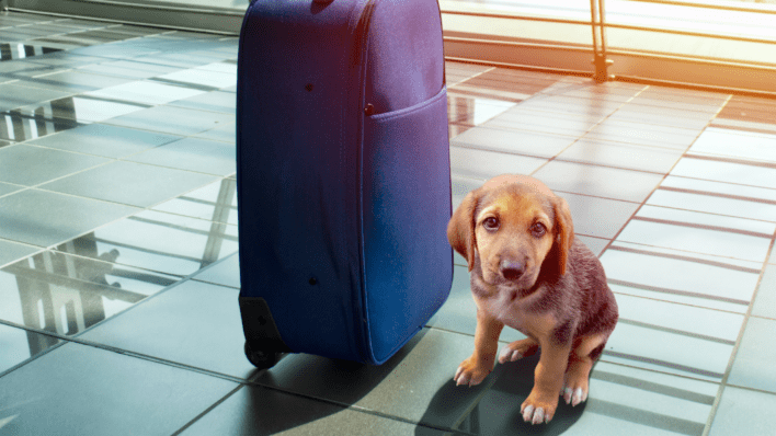 Guide to Moving Your Pets to Australia