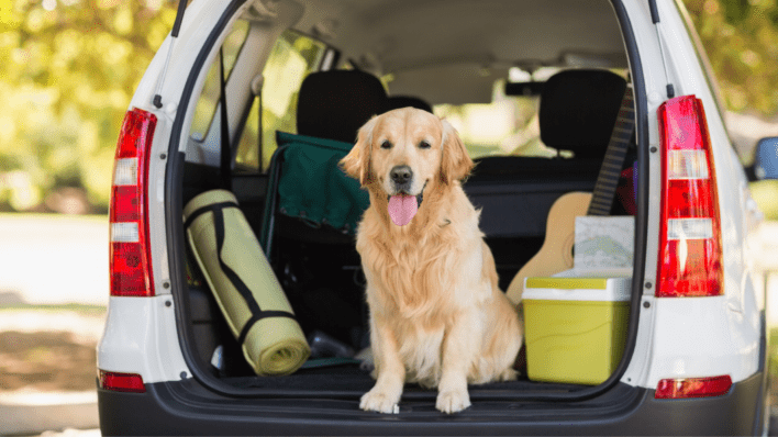 Pet Travel How to Travel to Europe from the UK