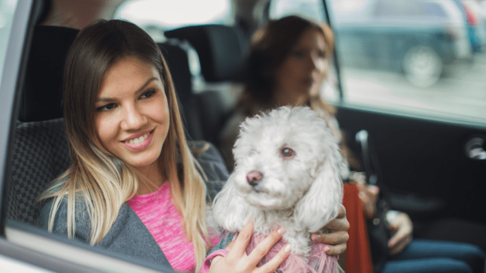 Which Taxi Services in London Are Good for Pet Travel? | Paws Pet Travel  Company