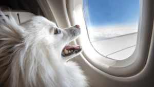 Everything You Need to Know About Pet Passports