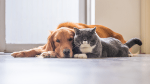 Interesting Facts About Your Cats and Dogs