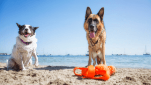 Great Beach Spots for Your Dog While on Holiday