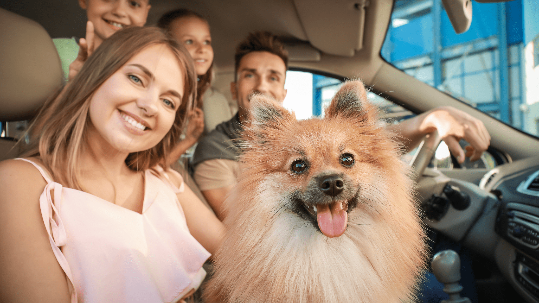 How to Book Pet-Friendly Accommodation on Hotels.com - Travelnuity