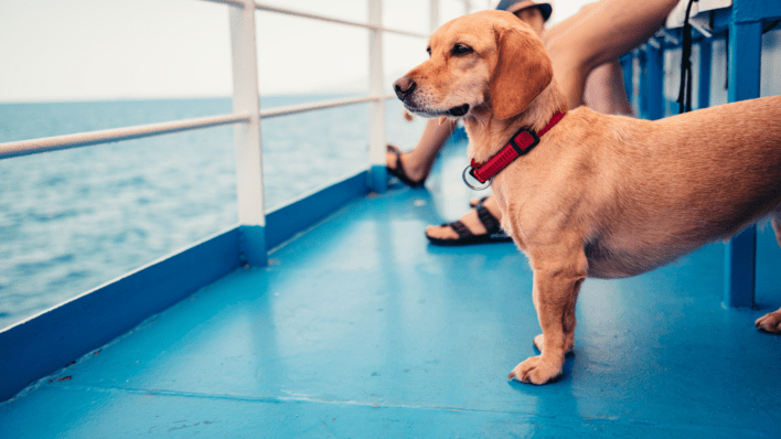 What Are The Pet Travelling Rules in the UK