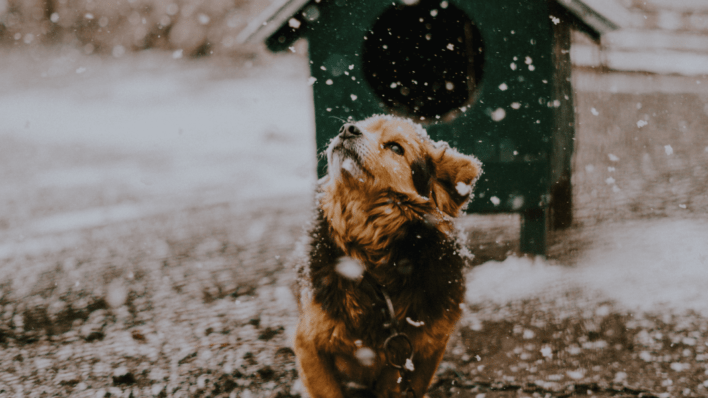 How to Keep Your Dog Companion Safe This Winter