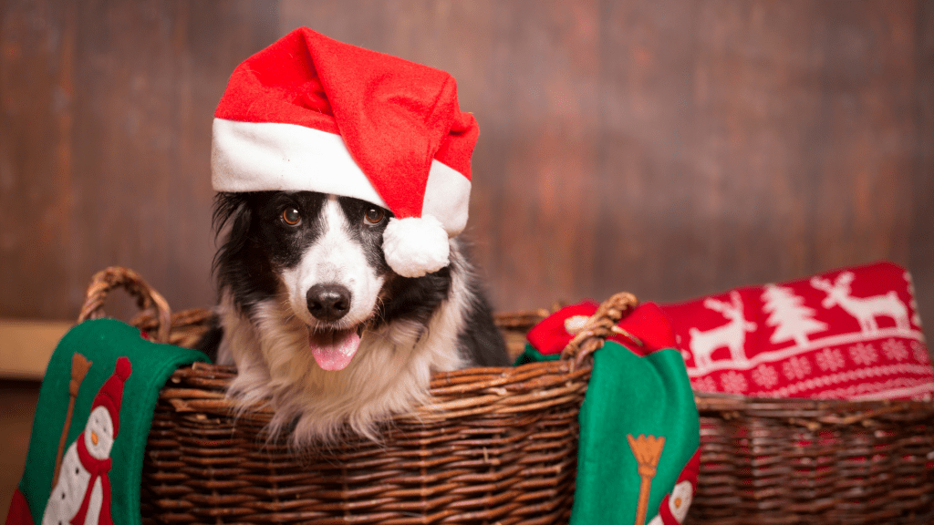 How to Keep Your Dog Safe During The Christmas Period