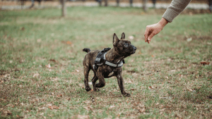 Dog Training Tips You Can Try at Home