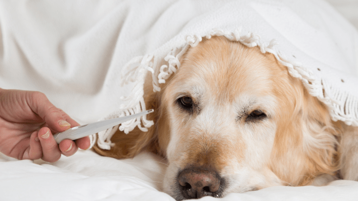 Tips to Keeping Your Pet Warm This Winter