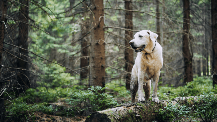 8 Benefits of Travelling with Your Dog to The Forest