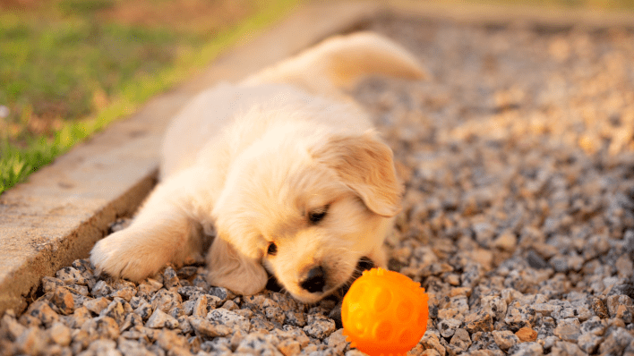 Best Dog Breeds for First Time Dog Owners
