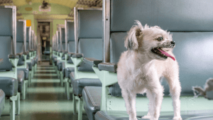 dog on train