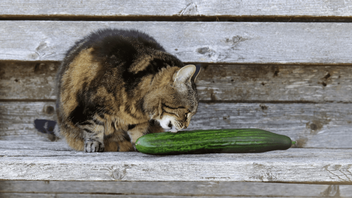 cat with cucumber