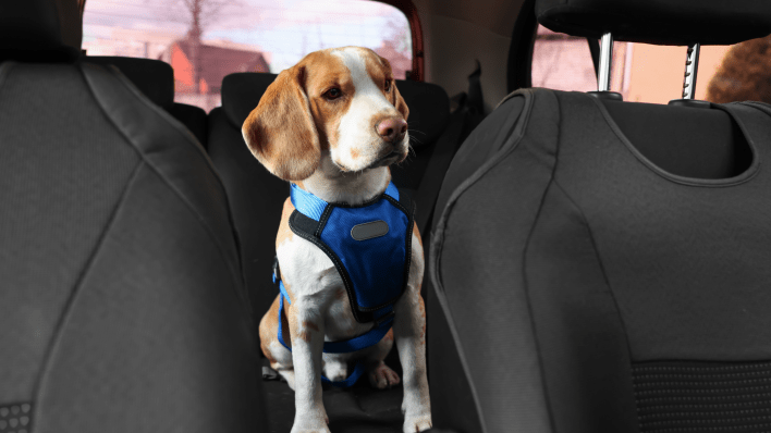 From Furry Friends to Global Ventures: The Journey of Paws Pet Travel