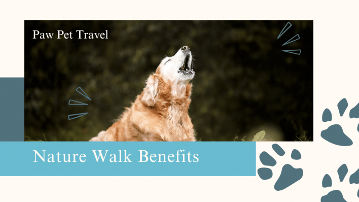 Trail Tails: The Surprising Benefits of Nature Walks for Dogs
