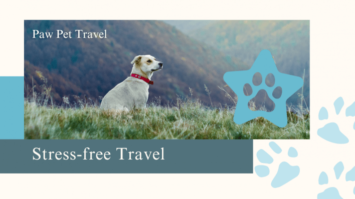 Guide to Stress-Free Travel: Ensuring Your Pet's Comfort on the Go