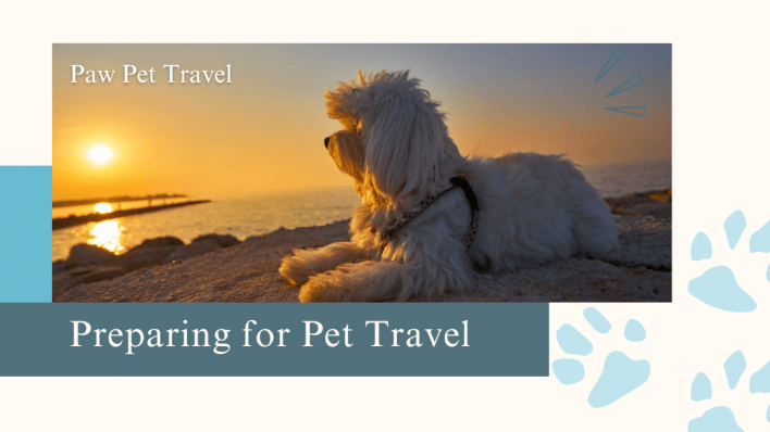 Tips for Preparing Your Pet for Safe and Comfortable Travel