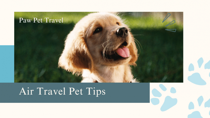 5 Tips for Stress-Free Air Travel with Your Pet