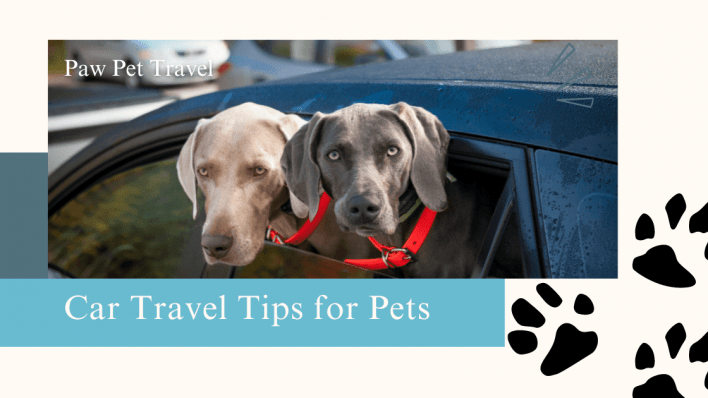 5 Tips for Stress-Free Air Travel with Your Pet